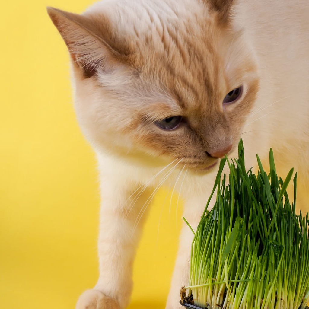 Kit Plante sua Grama para Coelhos, Porquinho da Índia, Hamster, Cão e Gato - Imagem 4
