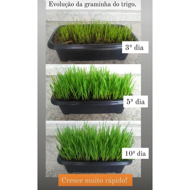 Kit Plante sua Grama para Coelhos, Porquinho da Índia, Hamster, Cão e Gato - Imagem 7