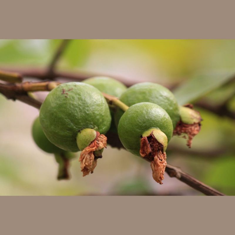 Brinquedo de Madeira GOIABEIRA In Natura Para Coelhos, Porquinho da Índia e Roedores - Imagem 6