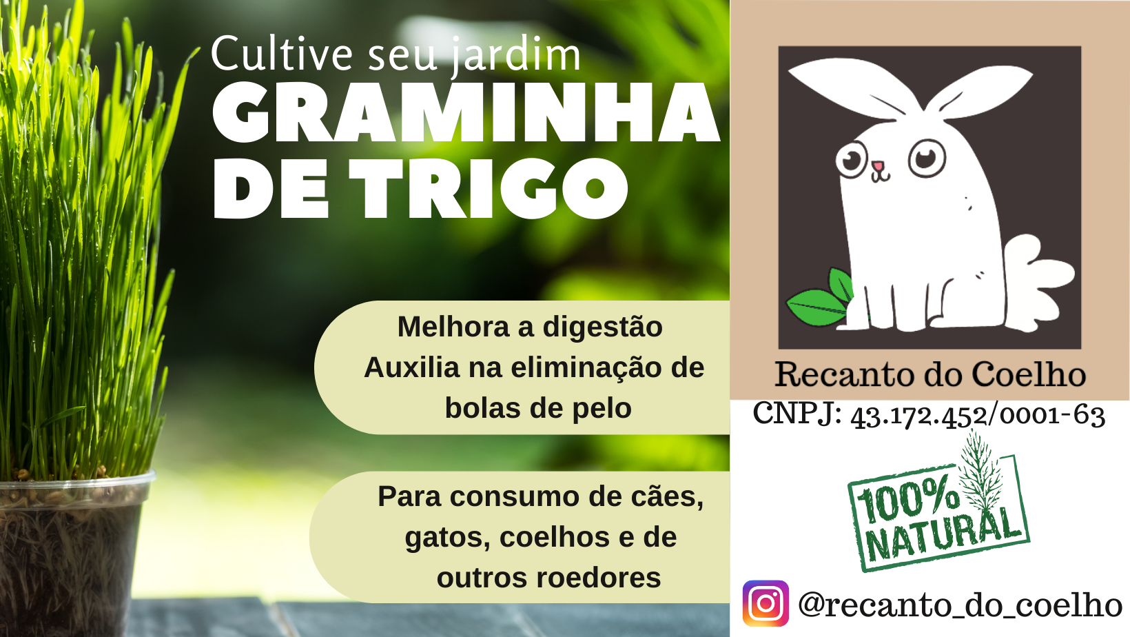 Kit Plante sua Grama para Coelhos, Porquinho da Índia, Hamster, Cão e Gato - Imagem 8