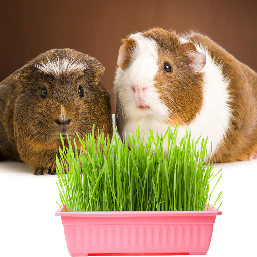 Kit Plante sua Grama para Coelhos, Porquinho da Índia, Hamster, Cão e Gato - Imagem 3