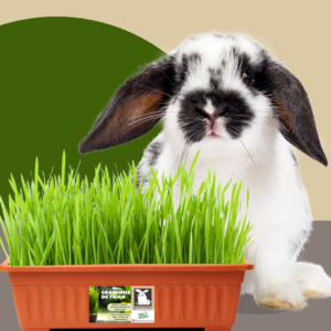 Kit Plante sua Grama para Coelhos, Porquinho da Índia, Hamster, Cão e Gato