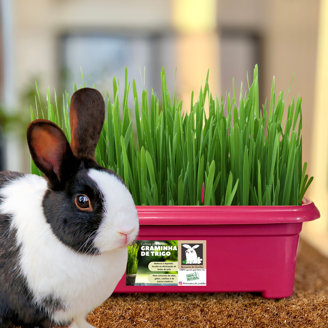 Kit Plante sua Grama para Coelhos, Porquinho da Índia, Hamster, Cão e Gato - Imagem 2