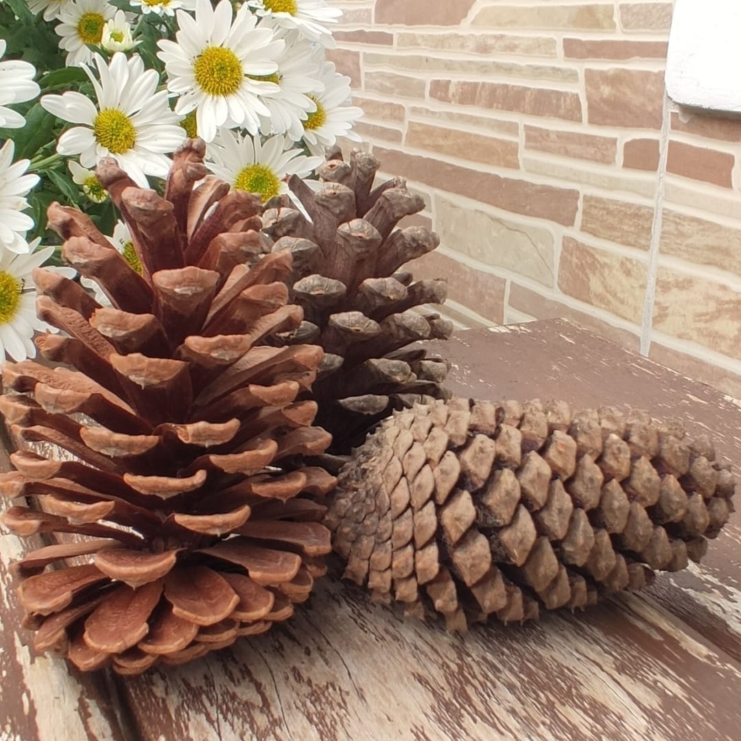 Pinha Brinquedo para Coelhos e Roedores - 100% IN NATURA - 04 unid. - Imagem 2