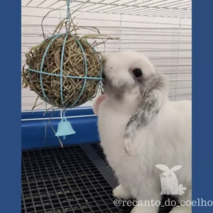 Porta Feno Bola Esfera Para Coelho e Porquinho da Índia