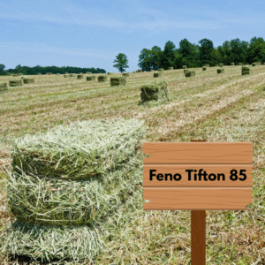 Feno Tifton CAIXA Para Coelho e Porquinho da Índia